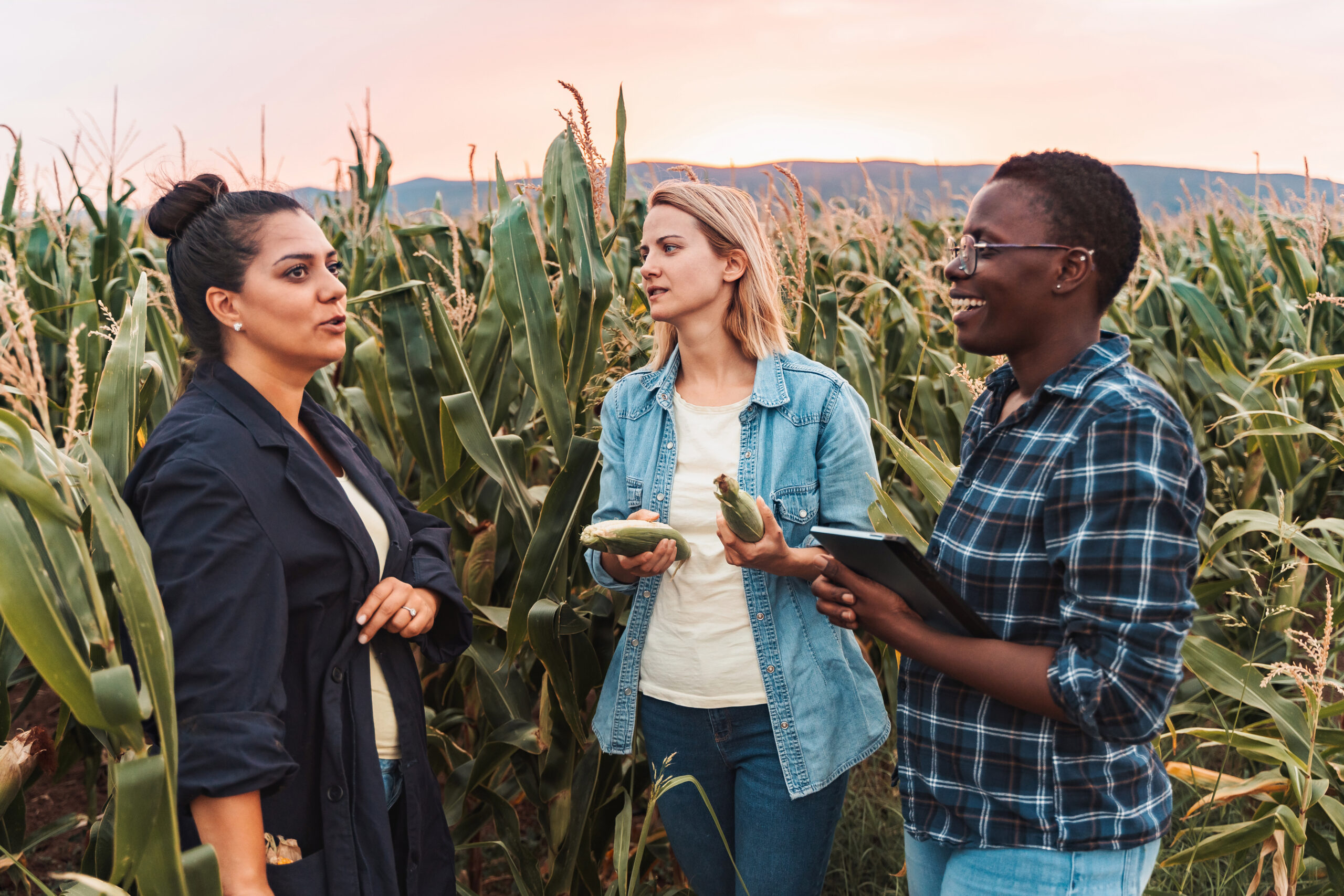 Three female farmers are inspecting corn cobs in cultivated field at sunset